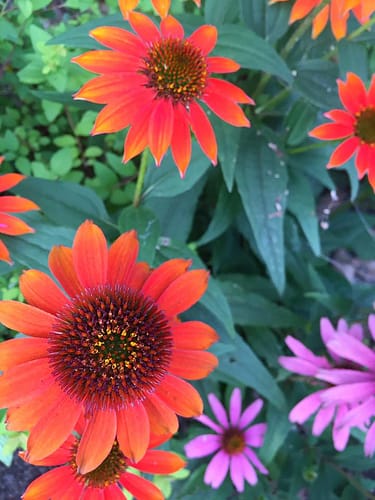 13600355_1080351375373083_6746079808357986058_n