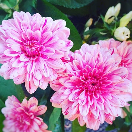 14889840_1201640413244178_4380512567066843628_o